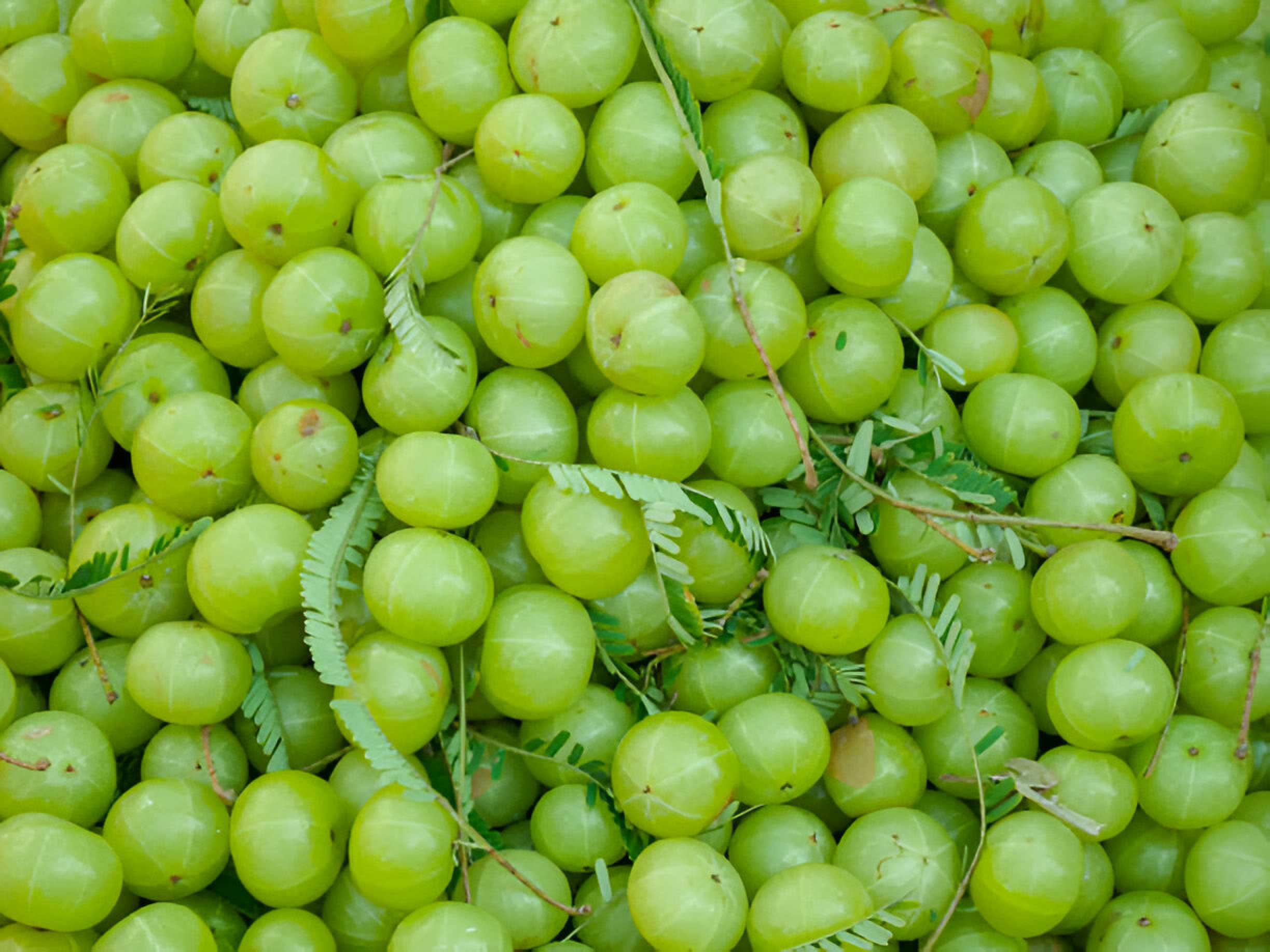 Boost Your Immunity