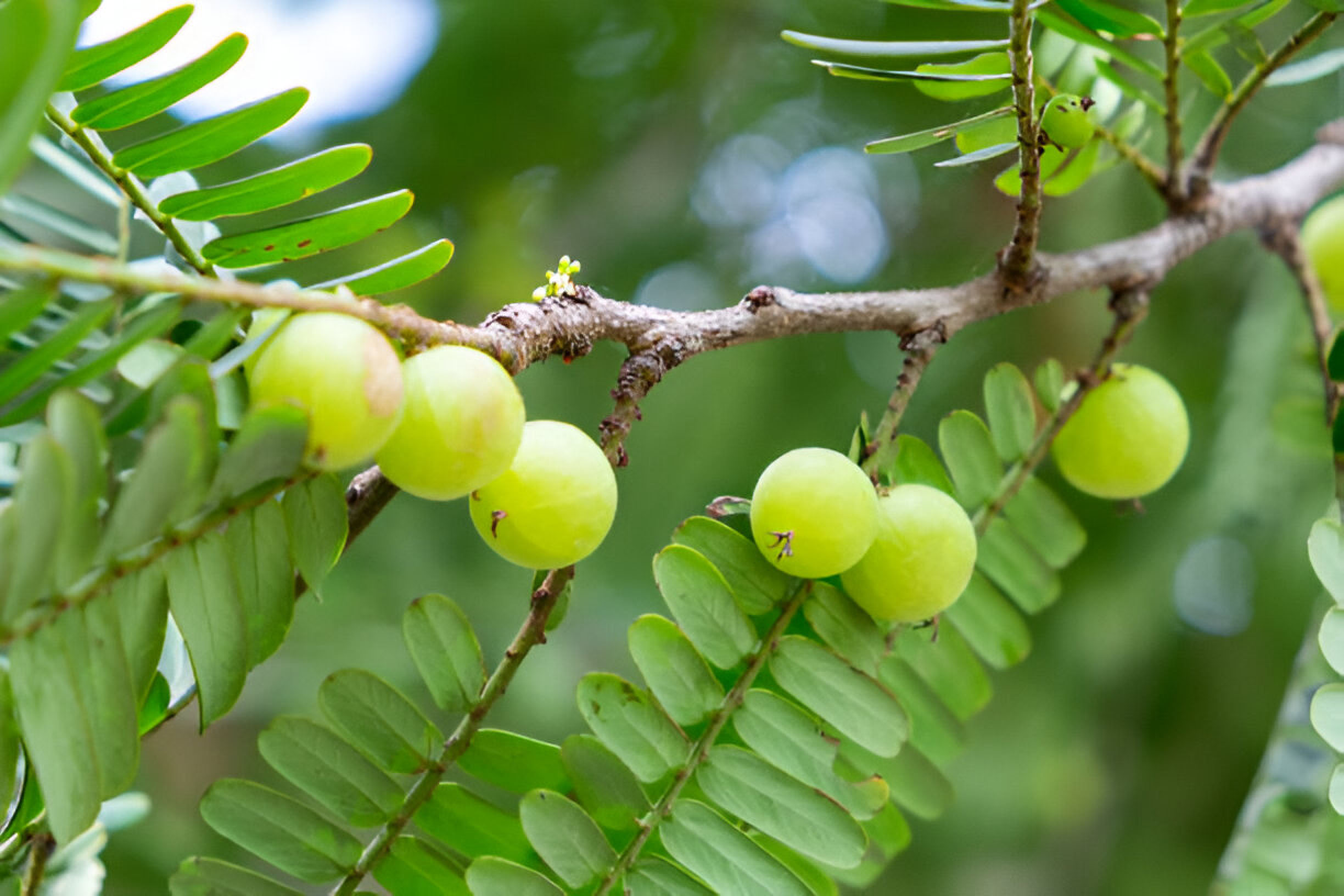 Amla Recipes